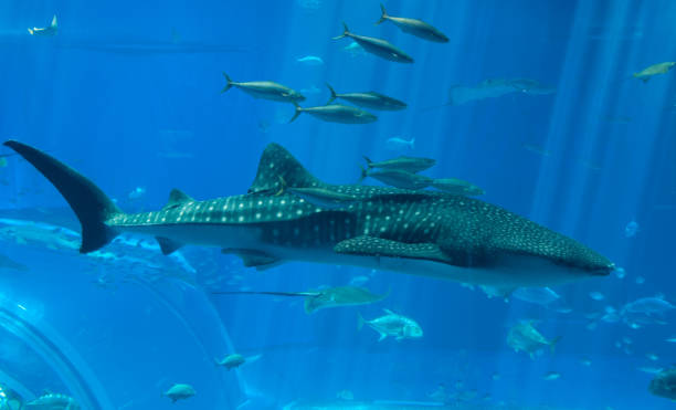istock beauty whale shark and fish 1022904894