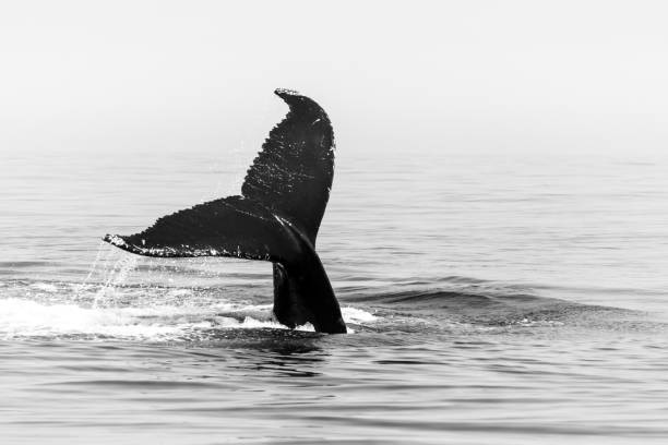 A Humpback whale, Megaptera novaeangliae, raises its tail to dive into the north Atlantic Ocean off Cape Cod, Massachusetts. Humpbacks feed in this fish and plankton-rich area much of the year.