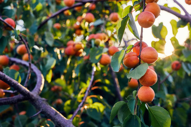 istock Apricot tree with ripe apricots 1022911156
