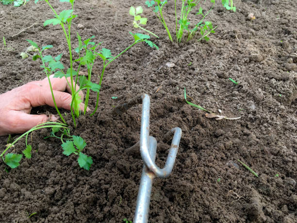 istock Planting celery in the vegetable garden 1022911280