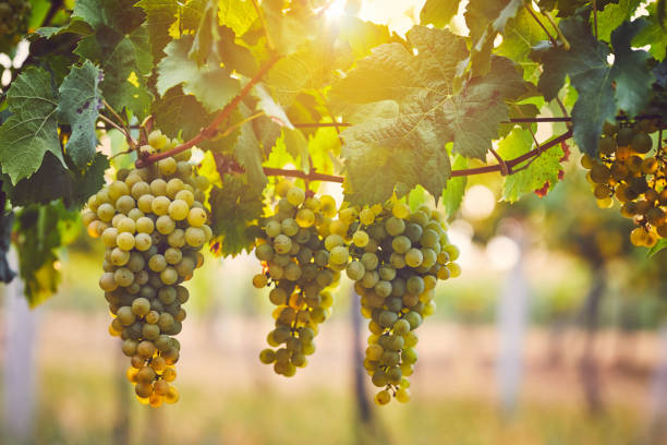 gelbe trauben im weinberg - chardonnay traube stock-fotos und bilder