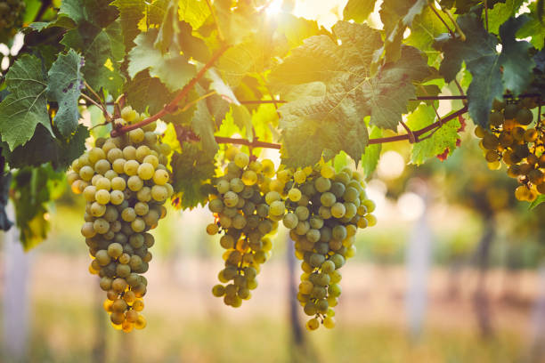 Bunch of yellow grapes in the vineyard Bunch of yellow grapes in the vineyard at sunset chardonnay grape stock pictures, royalty-free photos & images