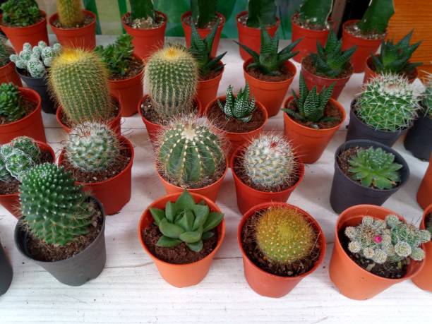 istock green cactus in plastic flower pot 1022914438