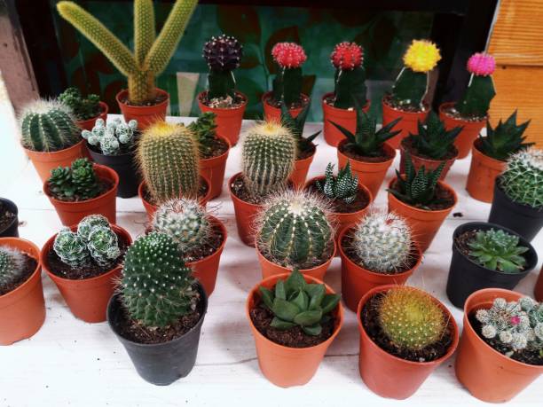 istock green cactus in plastic flower pot 1022914440