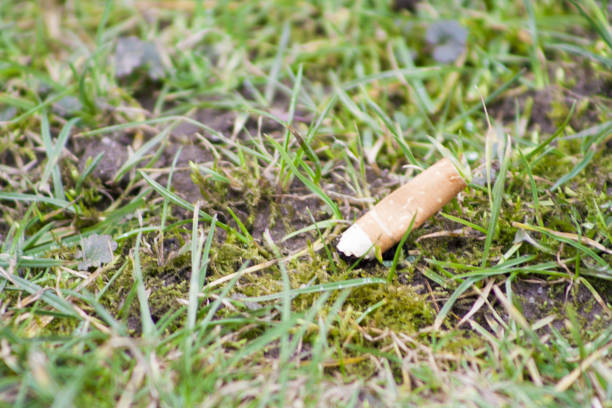 istock A cigarette butt / filter thrown into a green meadow in high mountains, polluting the nature and the environment 1022917270