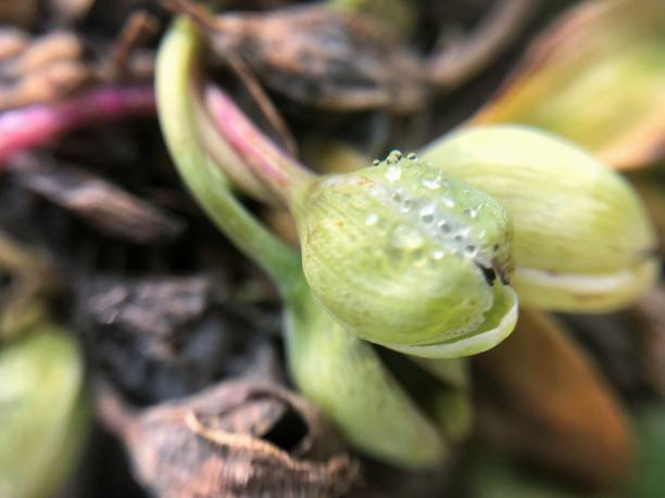 spiderwort бад крупным планом с каплями воды - jori стоковые фото и изображения