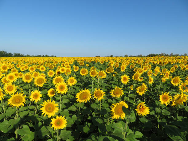 istock Sunflowers field and clear blue sky 1022928590