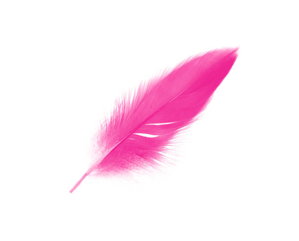 istock Beautiful pink magenta feather isolated on white background 1022928680