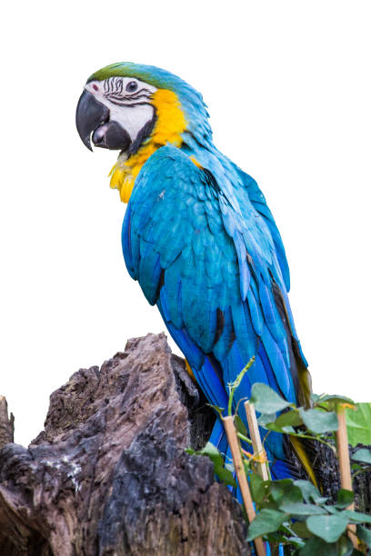 istock The blue-throated macaw 1022928796