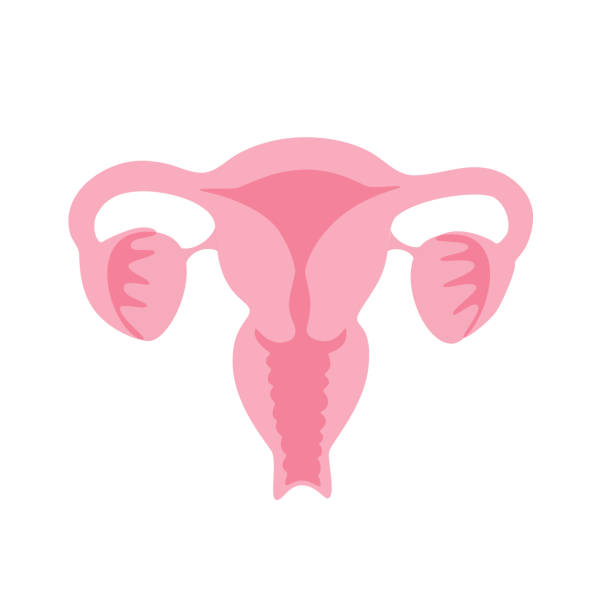 isolierte vektor-illustration der gebärmutter - ovary stock-grafiken, -clipart, -cartoons und -symbole