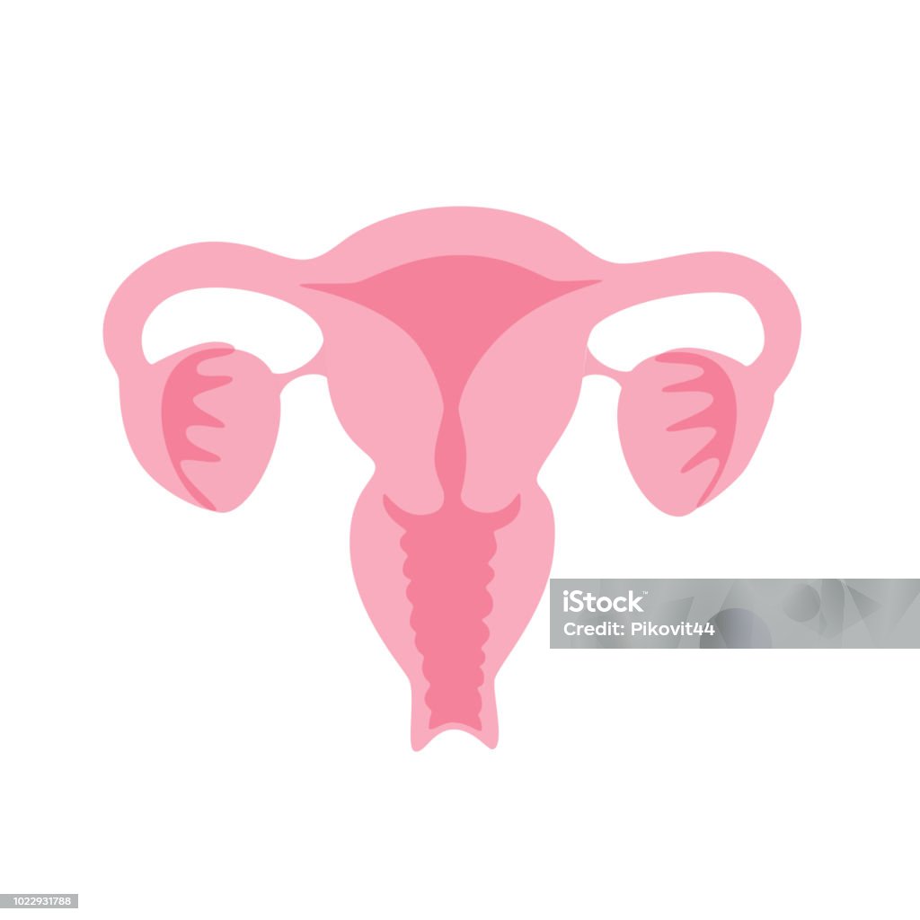 Vector isolated illustration of uterus Vector isolated illustration of female reproductive system anatomy. Uterus, cervix, ovary, fallopian tube icon. Woman medical center, hospital, clinic, diagnostic logo. Internal organ symbol design. Cervix stock vector