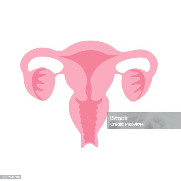 Vector Isolated Illustration Of Uterus Stock Illustration - Download Image Now - Cervix, Icon Symbol, Uterus