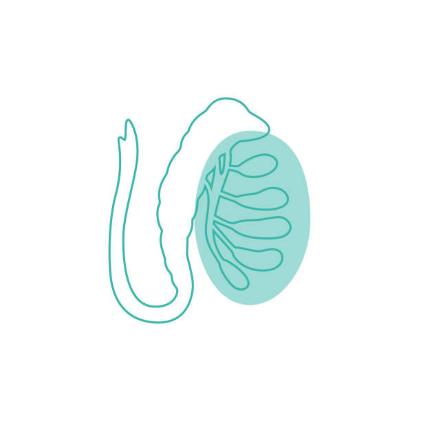 Testis Icon 100+ Testis Graft Stock Photos, Pictures & Royalty-Free Images - iStock