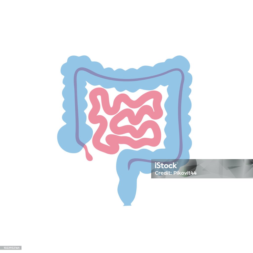 腸の分離ベクトル イラスト - 腸のロイヤリティフリーベクトルアート