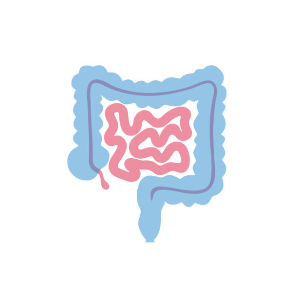 Vector isolated illustration of intestine Vector isolated illustration of large and small intestine anatomy. Human digestive system icon. Healthcare medical center, surgery, hospital, clinic, diagnostic logo. Internal organ symbol design. intestine illustrations stock illustrations