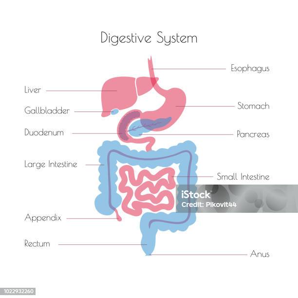 Vector Illustration Of Human Digestive System Stock Illustration - Download Image Now - Digestive System, Intestine, Diagram