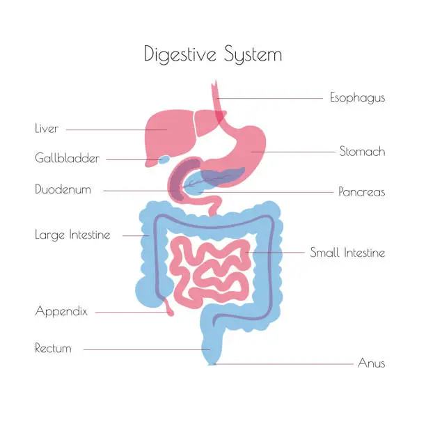 Vector illustration of Vector illustration of human digestive system