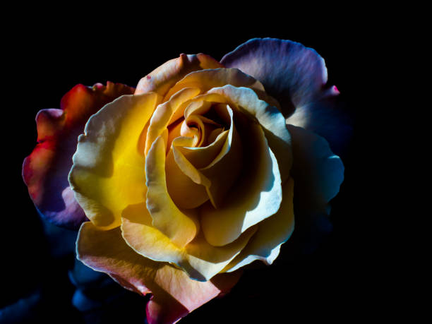 istock yellow rose on a black background 1022932374