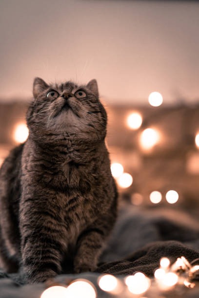 istock Cat looking in the air 1022932386