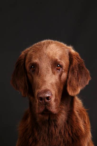 brown flat coated retriever portrait