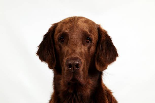 istock brown flat coated retriever portrait 1022936858