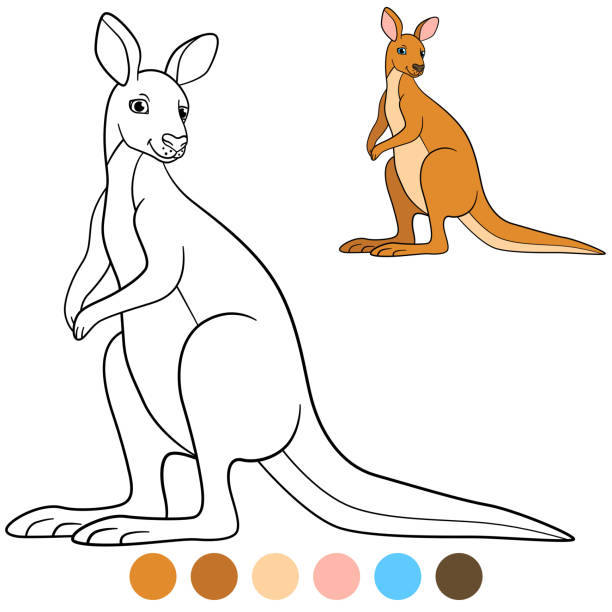 ilustrações, clipart, desenhos animados e ícones de a cor me: canguru. sorrisos de canguru bonito bonito. - kangaroo animal humor fun