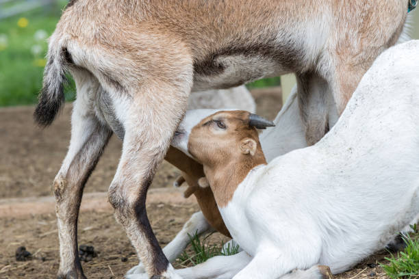 istock Cute and funny baby goat feeding. 1022948538