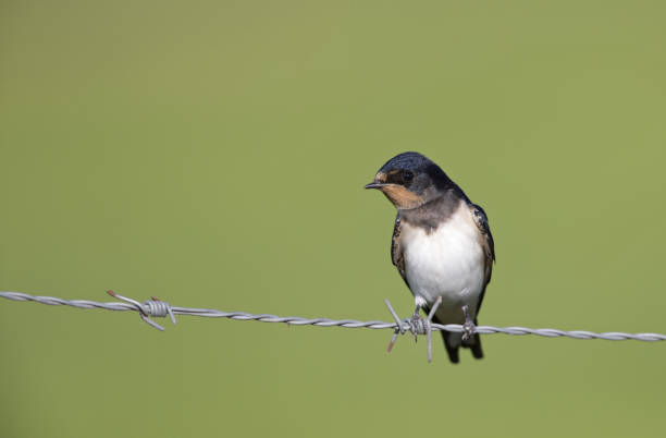 istock Juvenile Barn swallow (Hirundo rustica) perched on barbed wire waiting to get fed. 1022949166