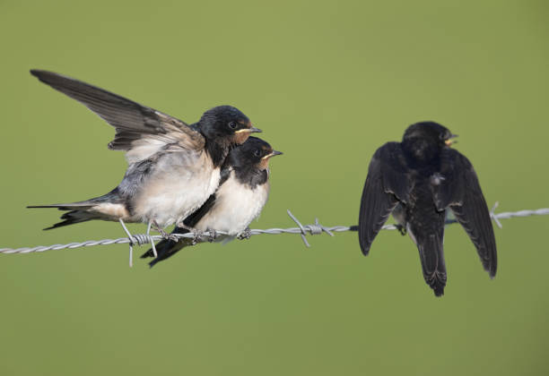 istock Juvenile Barn swallows (Hirundo rustica) perched on barbed wire waiting to get fed. 1022949254