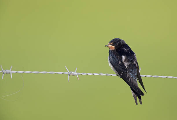 istock Juvenile Barn swallow (Hirundo rustica) perched on barbed wire waiting to get fed. 1022949406