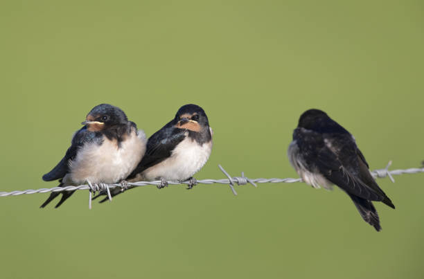 istock Juvenile Barn swallows (Hirundo rustica) perched on barbed wire waiting to get fed. 1022949468