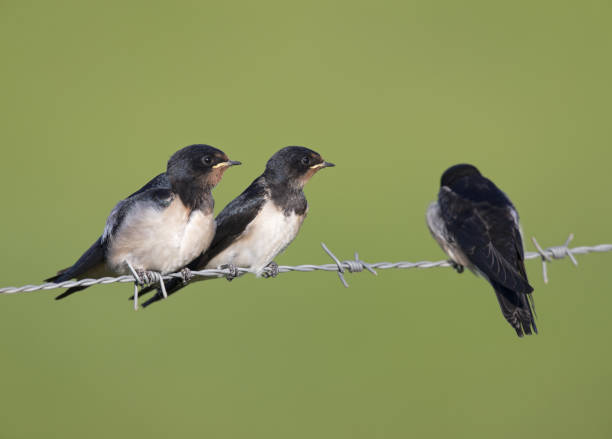 istock Juvenile Barn swallows (Hirundo rustica) perched on barbed wire waiting to get fed. 1022949594