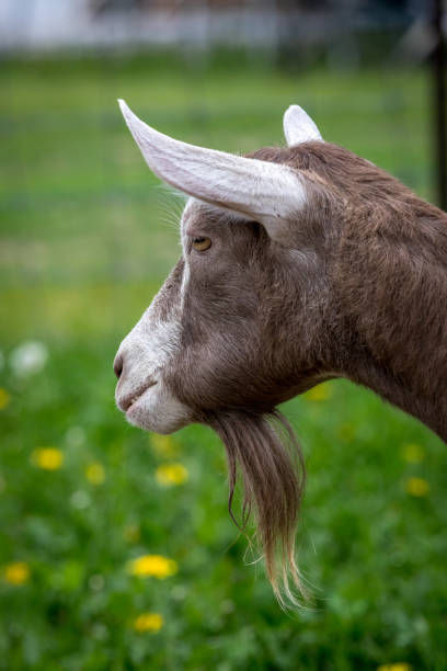 istock Brown and white funny goat goatee. 1022949650