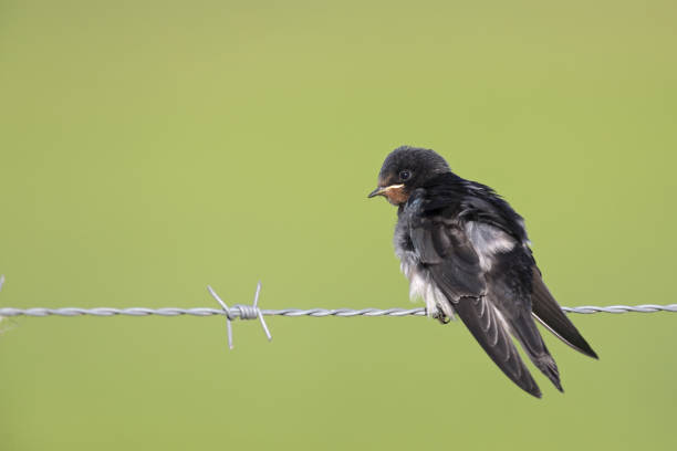 istock Juvenile Barn swallow (Hirundo rustica) perched on barbed wire waiting to get fed. 1022950228