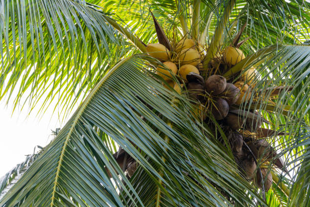 istock Coconut tree with fruits 1022951768