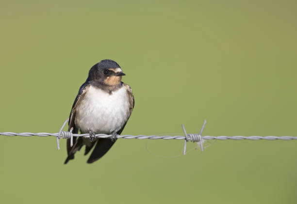 istock Juvenile Barn swallow (Hirundo rustica) perched on barbed wire waiting to get fed. 1022951904