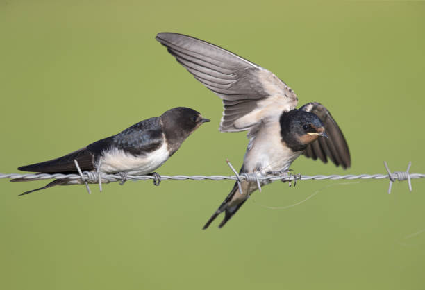 istock Juvenile Barn swallows (Hirundo rustica) perched on barbed wire waiting to get fed. 1022952196