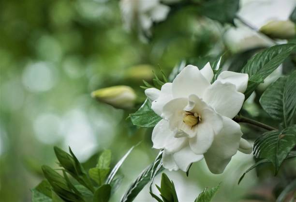 istock Gardenia flower 1022952280