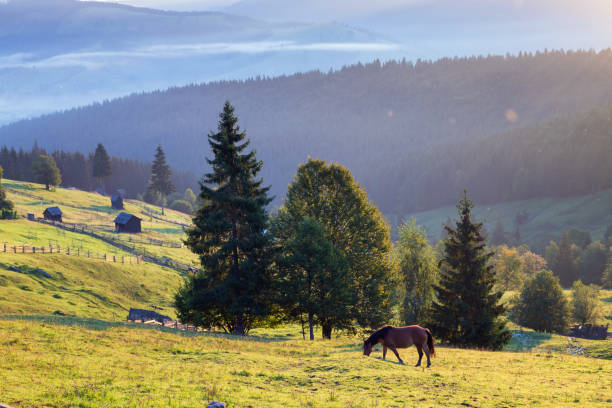 istock Sunrise in Bukovina 1022952596