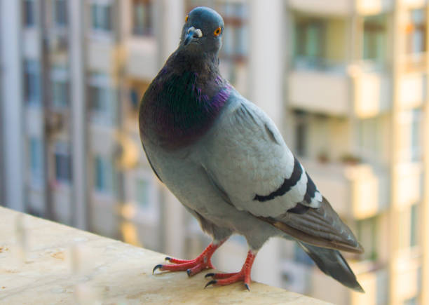 istock A pigeon on the edge of the window 1022952802
