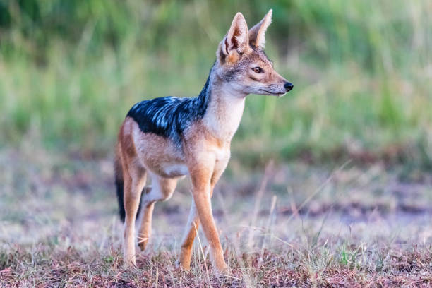 istock Black backed Jackal scouts in the grass 1022953032