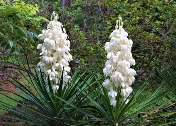 Yucca plant (Yucca filamentosa) has sword-shape leaves, white flower blooming in the garden, Spring in GA USA.