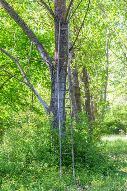 istock Old wooden ladder leaning against a tree in the forest 1022953410