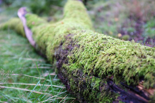 istock Fallen Log in Deciduous Woorland 1022955524
