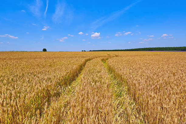 istock Field of Rye 1022959804