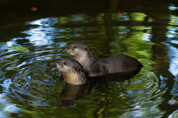 Cute animal world,Small-clawed Otter (Amblonyx cinereus), Aonyx cinerea or Asian small-clawed otter