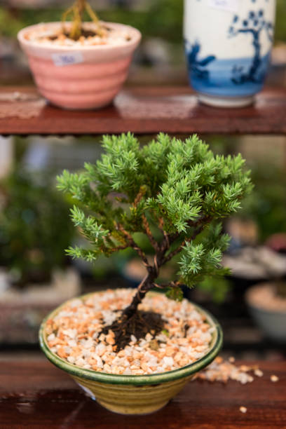 Juniperus Procumbens in pot Juniperus Procumbens in pot juniperus procumbens stock pictures, royalty-free photos & images
