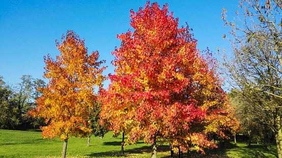 Trees with colored leaves of autumn and blue clear sky and green lawn