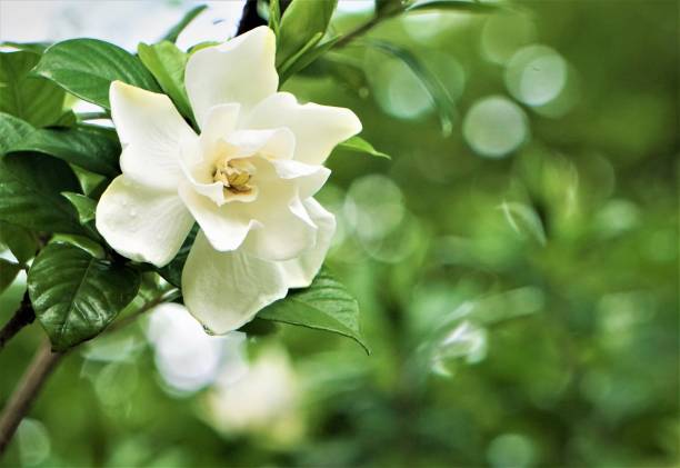 gardenia blume  - gardenie stock-fotos und bilder