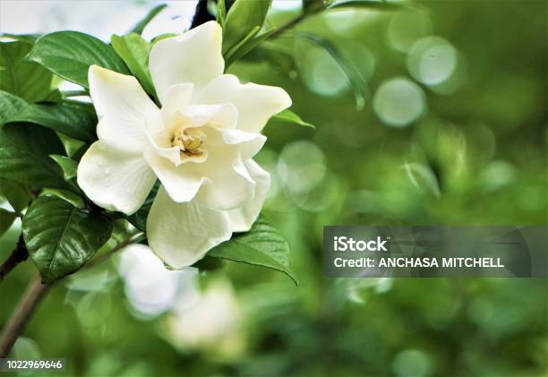 Gardenia Flor Foto de stock y más banco de imágenes de Gardenia - Gardenia,  Flor, Jazmín - iStock
